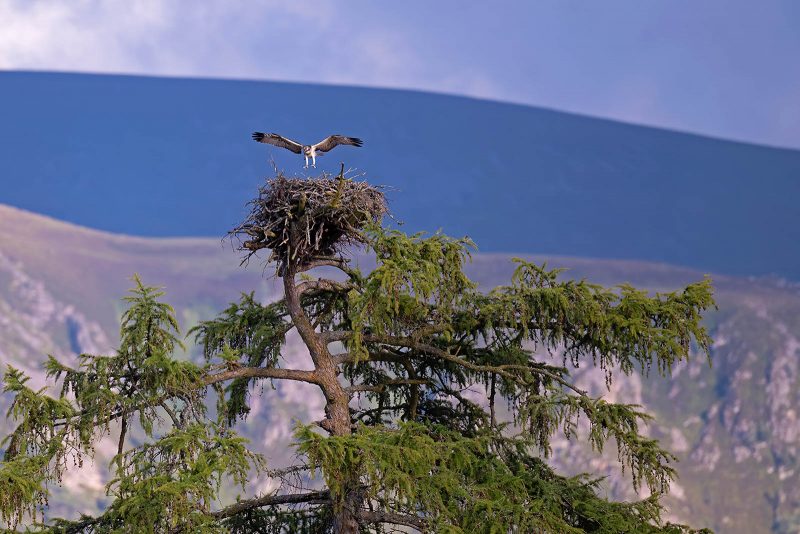 Osprey landing in nest in tree