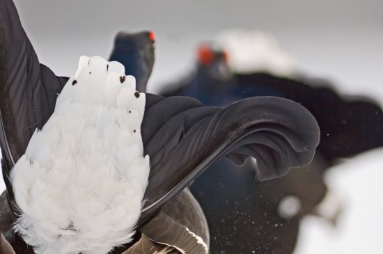 David Tipling: From Amateur to Professional - Nature TTL