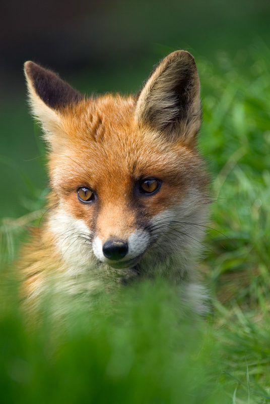 Fox in garden