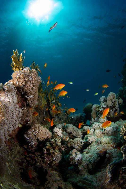 Orange fish in coral reef 