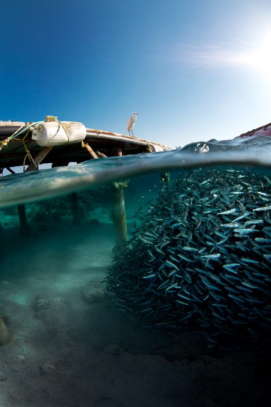 Split shot photo of fish underwater