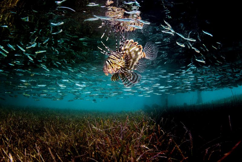 Lion fish wide shot underwater photograph