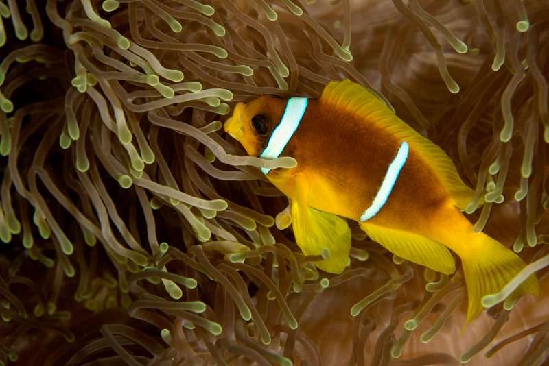 Clown fish photography