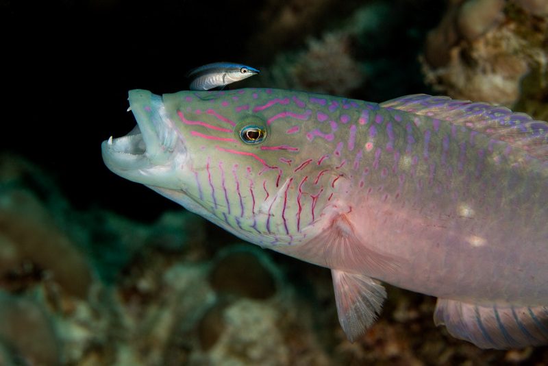 Two fish photographed together 