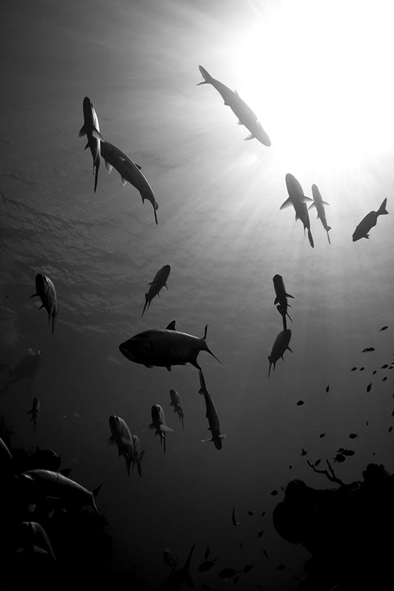 Photogram Fish How to Photograph Fish - Nature TTL