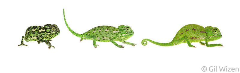 composite image chameleon on white background