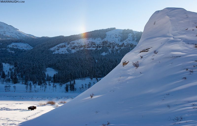 Snowy Butte with Bison