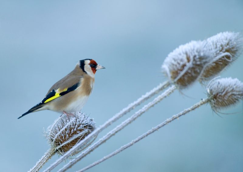 Goldfinch