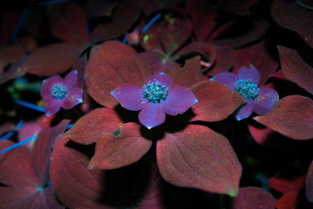 How to Use Ultraviolet Light for Creative Nature Photography Nature TTL