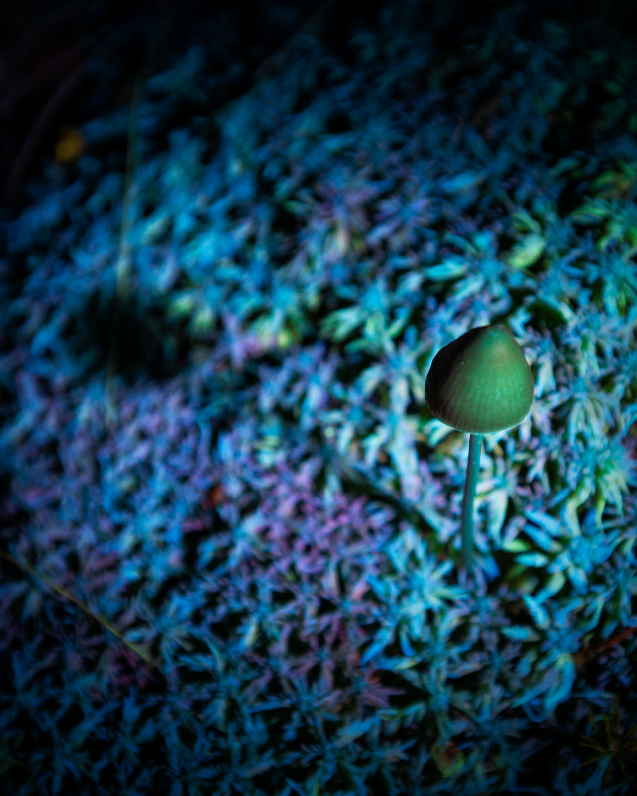 How to Use Ultraviolet Light for Creative Nature Photography Nature TTL