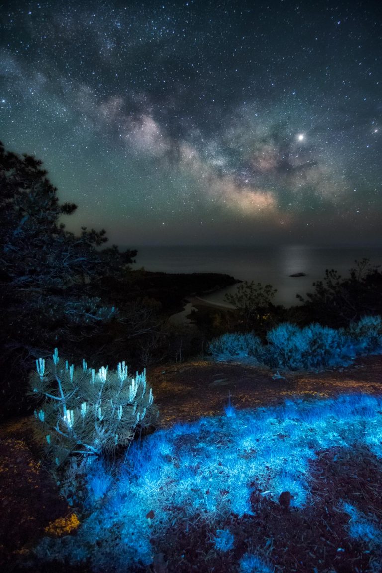 How to Use Ultraviolet Light for Creative Nature Photography Nature TTL