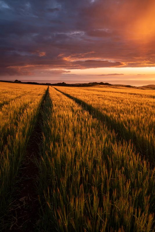 Field at sunset