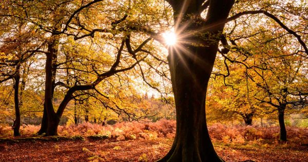 How to Use Backlighting in Landscape Photography - Nature TTL
