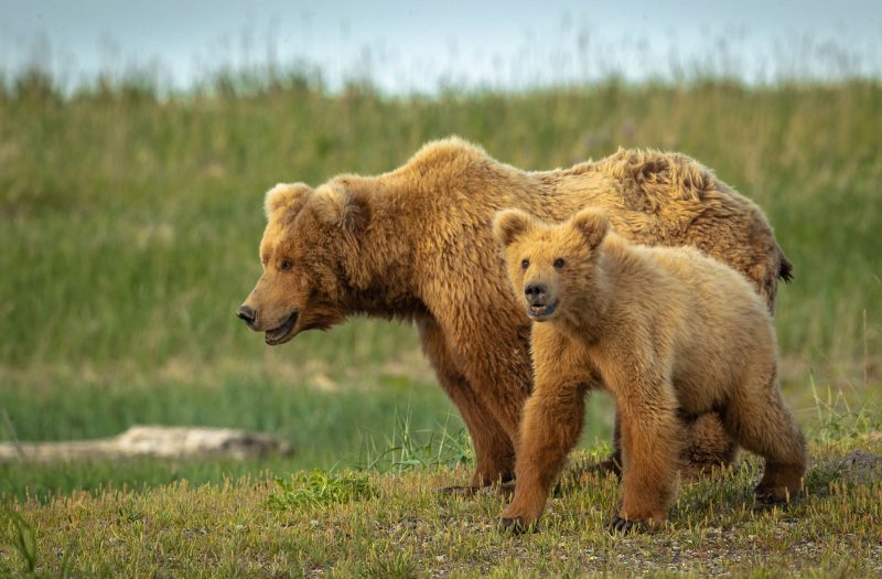 A cub sniffs in the direction towards a group of photographers as mother assess the landscape