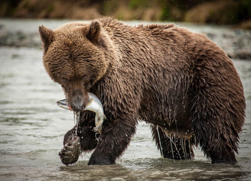 A brown bear snatches a prized salmon from a river