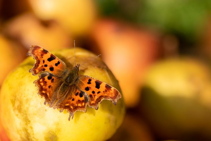 Butterfly on an apple