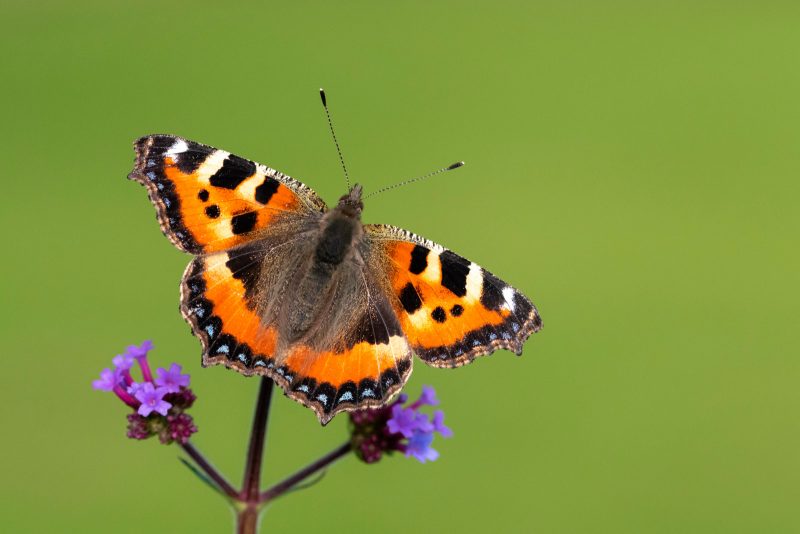 Butterfly against a green background