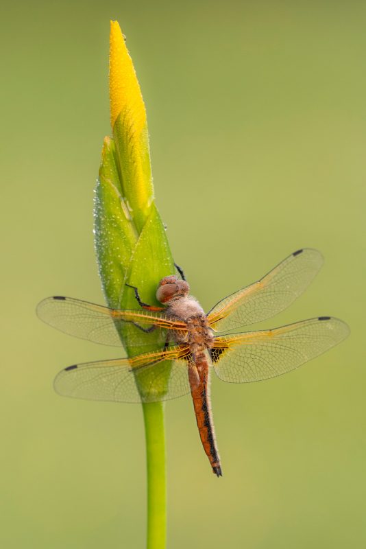 Dragonfly on closed flower