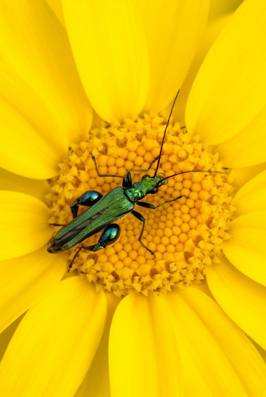 insect on flower garden macro photography