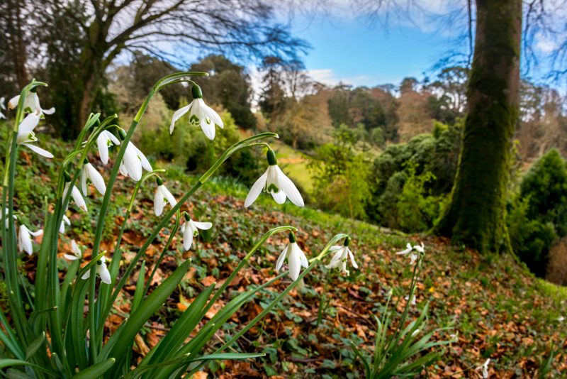 Snow drop wide angle photo