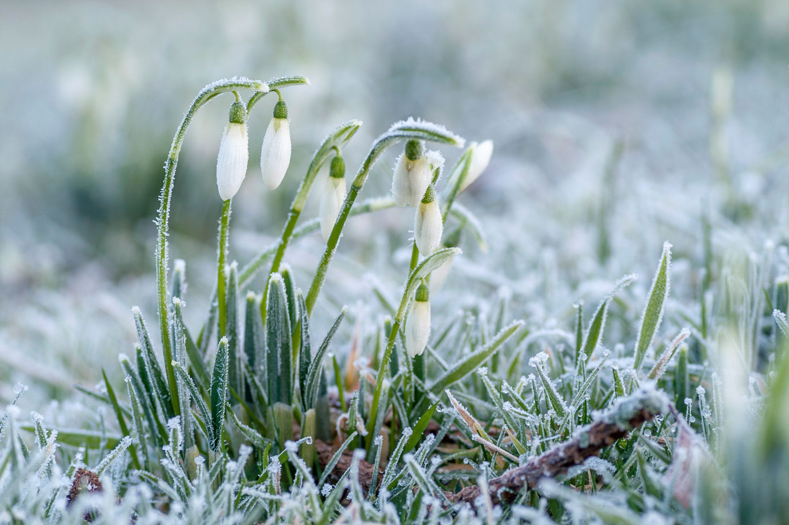 How to Photograph Snowdrops Nature TTL