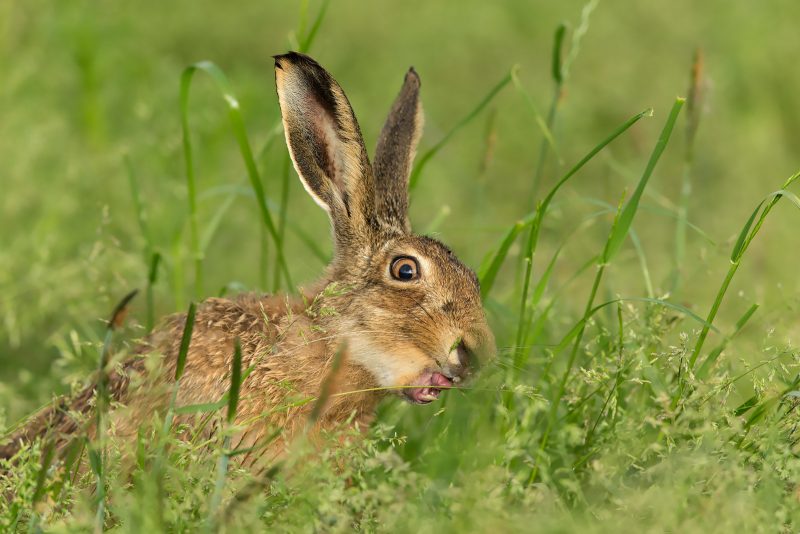 Brown Hare eating