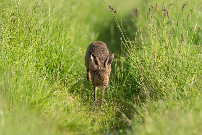 Brown Hare running through field 