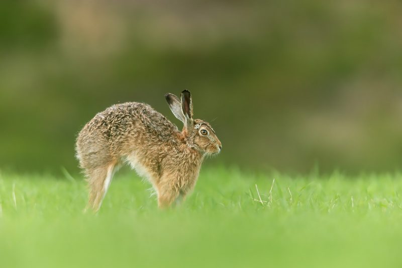 Stretching Brown Hare 