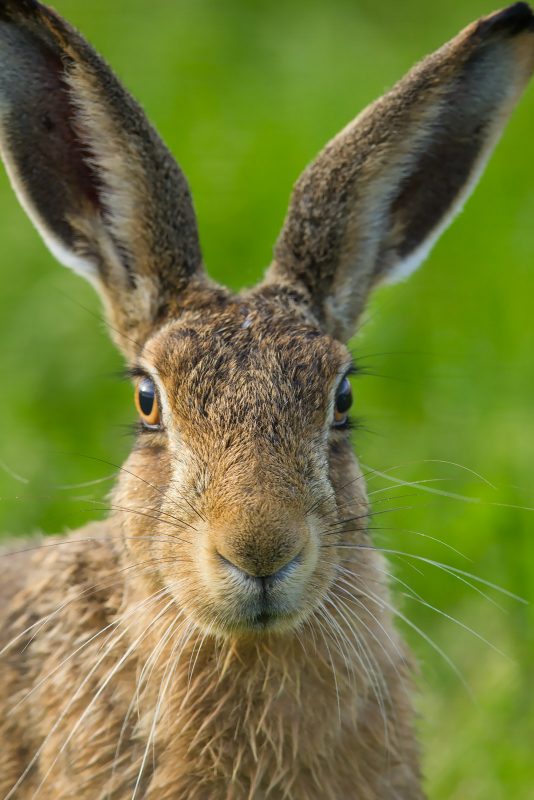 Brown Hare close up portrait