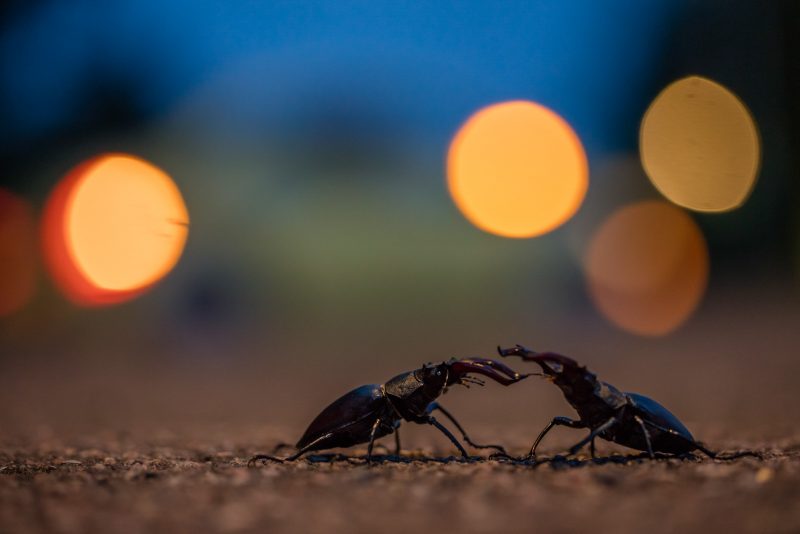 Beetles on a road