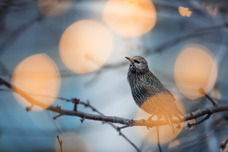 Starling in tree in city