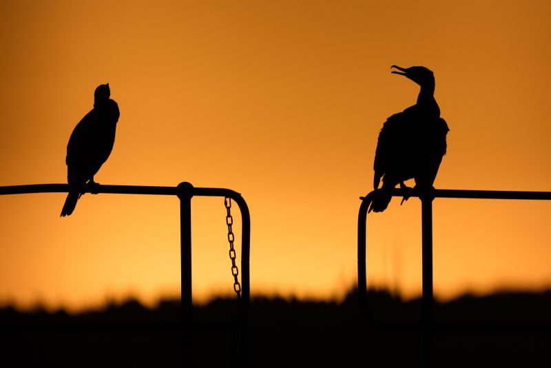 Cormorant urban wildlife photography