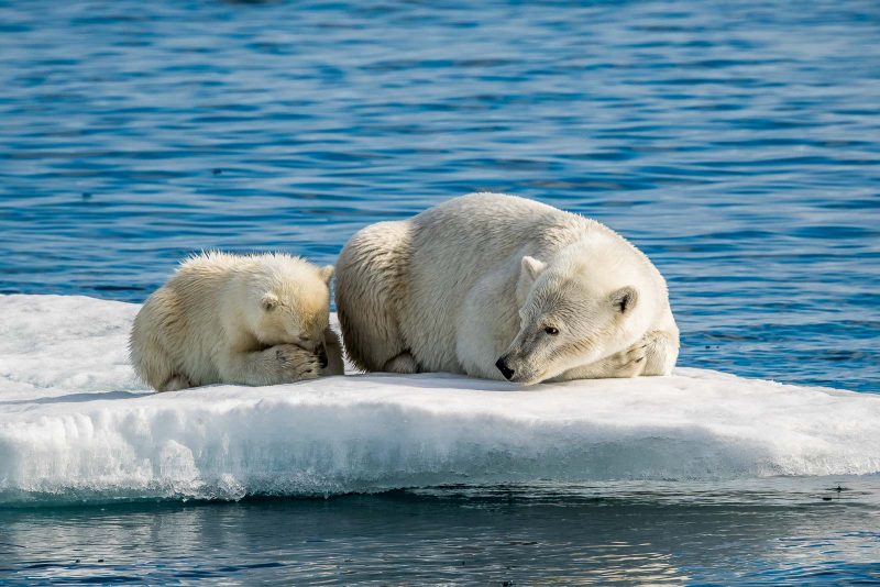 Photograph arctic wildlife