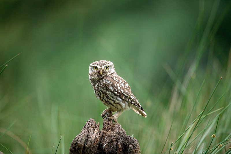 Perched little owl