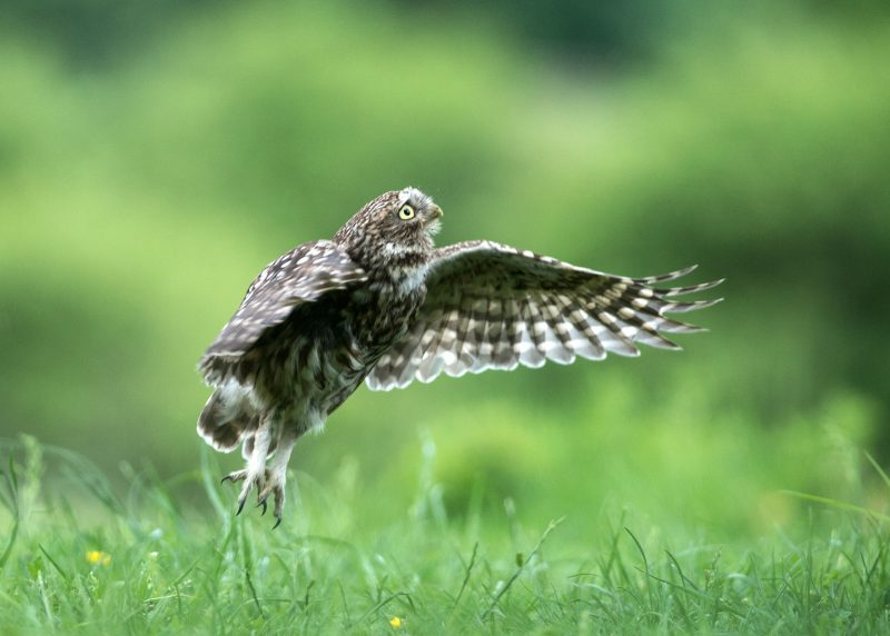 Little owl taking off