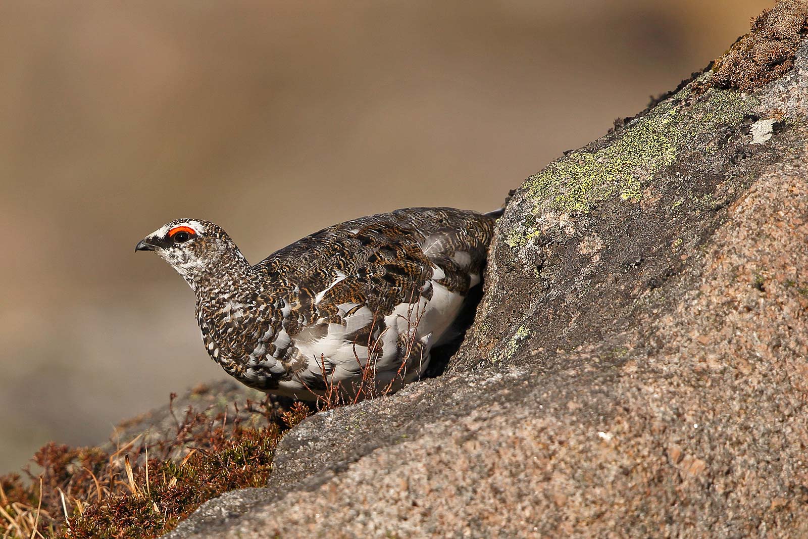 How to Find and Photograph Ptarmigan Nature TTL
