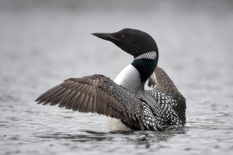 Diver flapping its wings