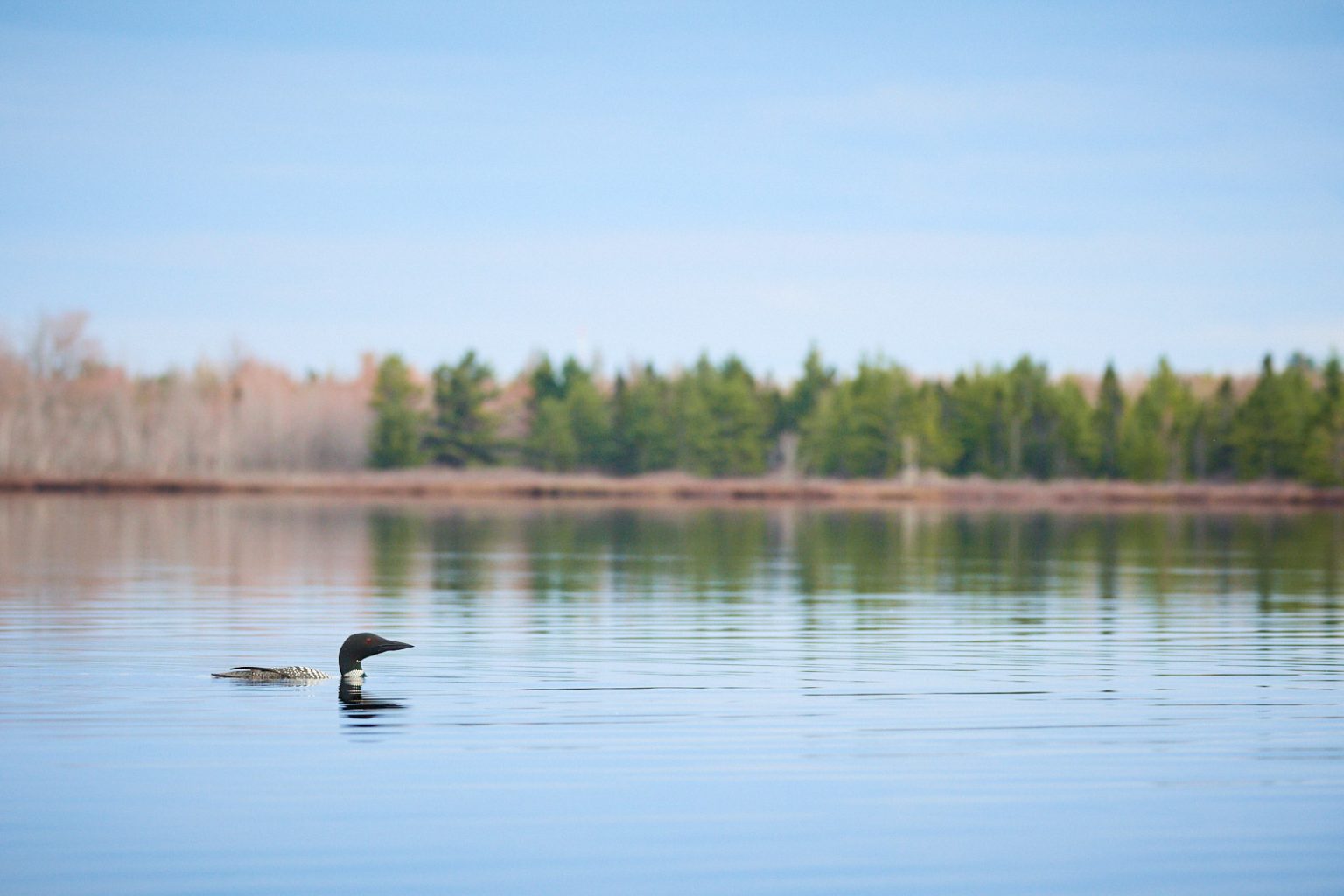 Loon Scene How to Photograph Loons - Nature TTL