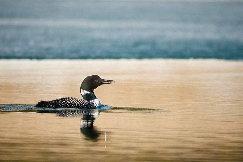 Diver in the water