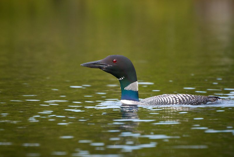 Diver swimming