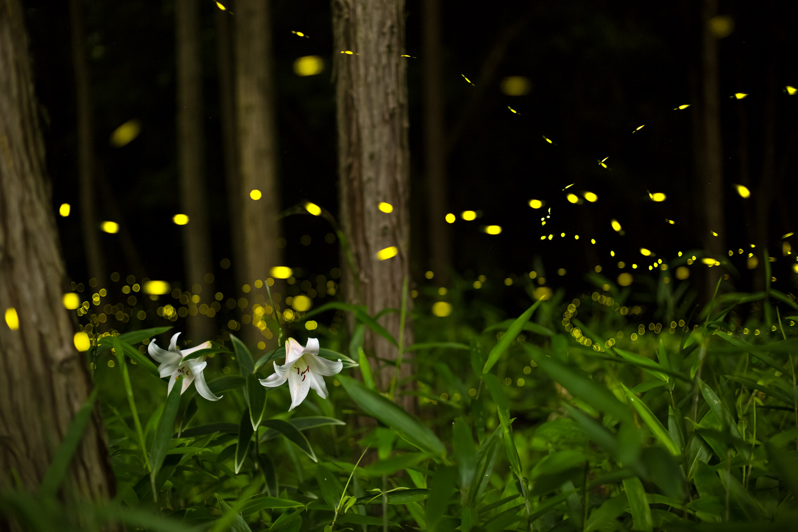 How to Photograph Fireflies Nature TTL