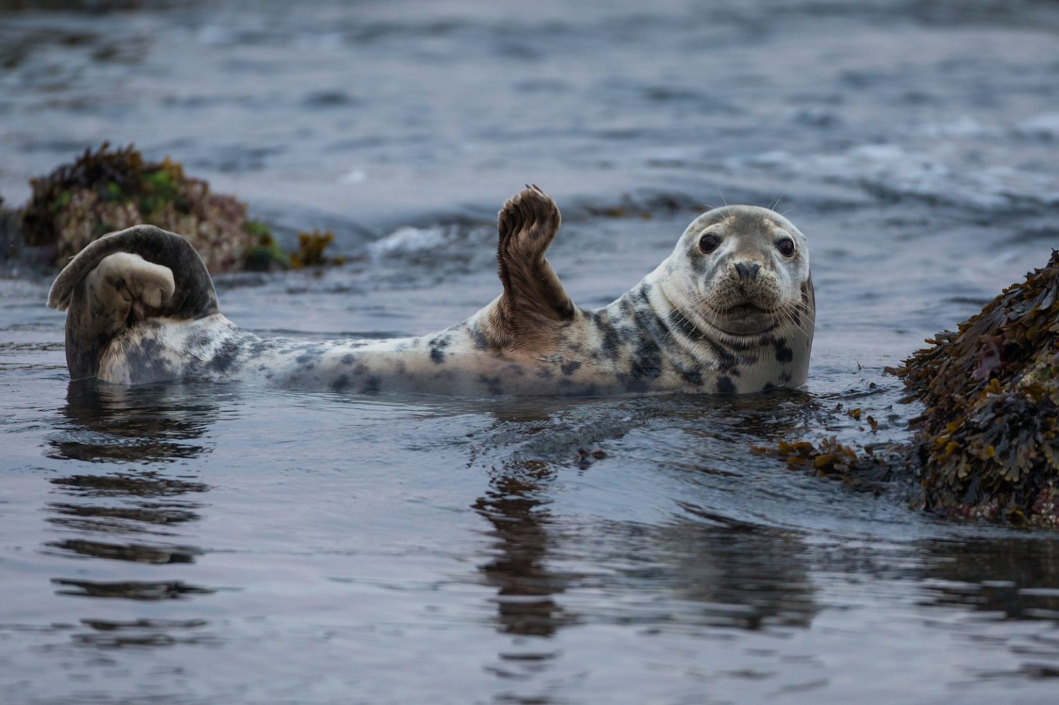 Where to Photograph Wildlife in Wales - Nature TTL