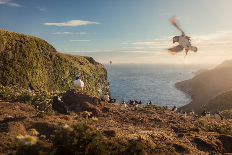 Puffins in Wales