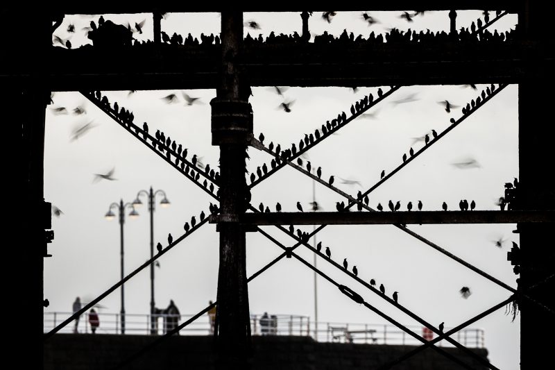 Starlings below pier in Wales