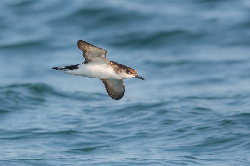 Manx Shearwater in Wales