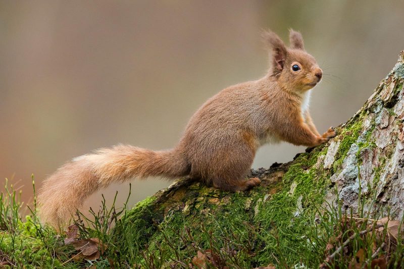 Red Squirrel in Wales