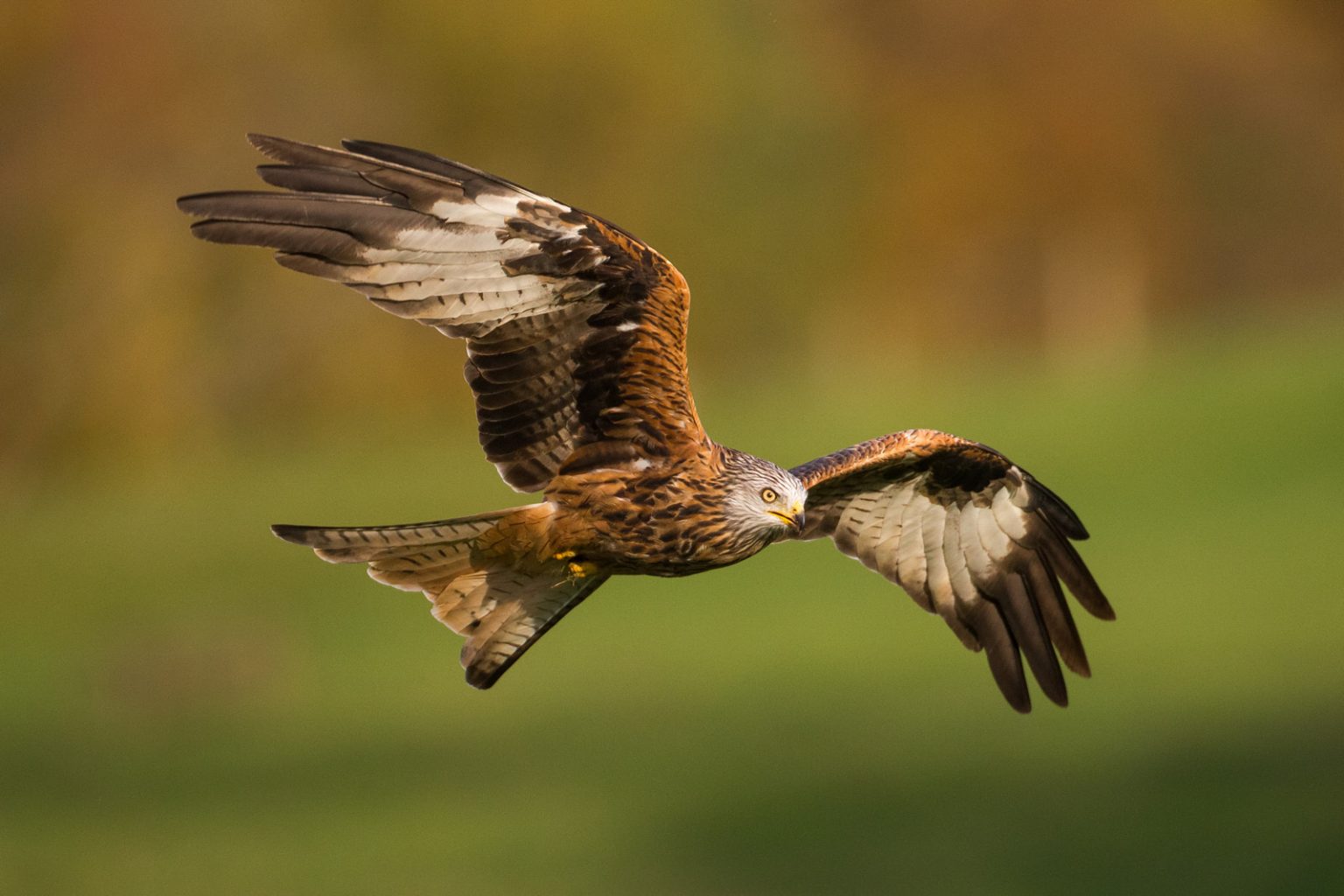 Where to Photograph Wildlife in Wales - Nature TTL