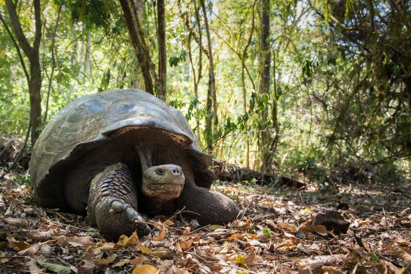 Galapagos Giant Tortoise