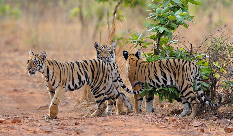 Tiger cubs