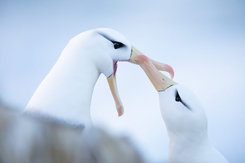 black browed albatross on the falkland island